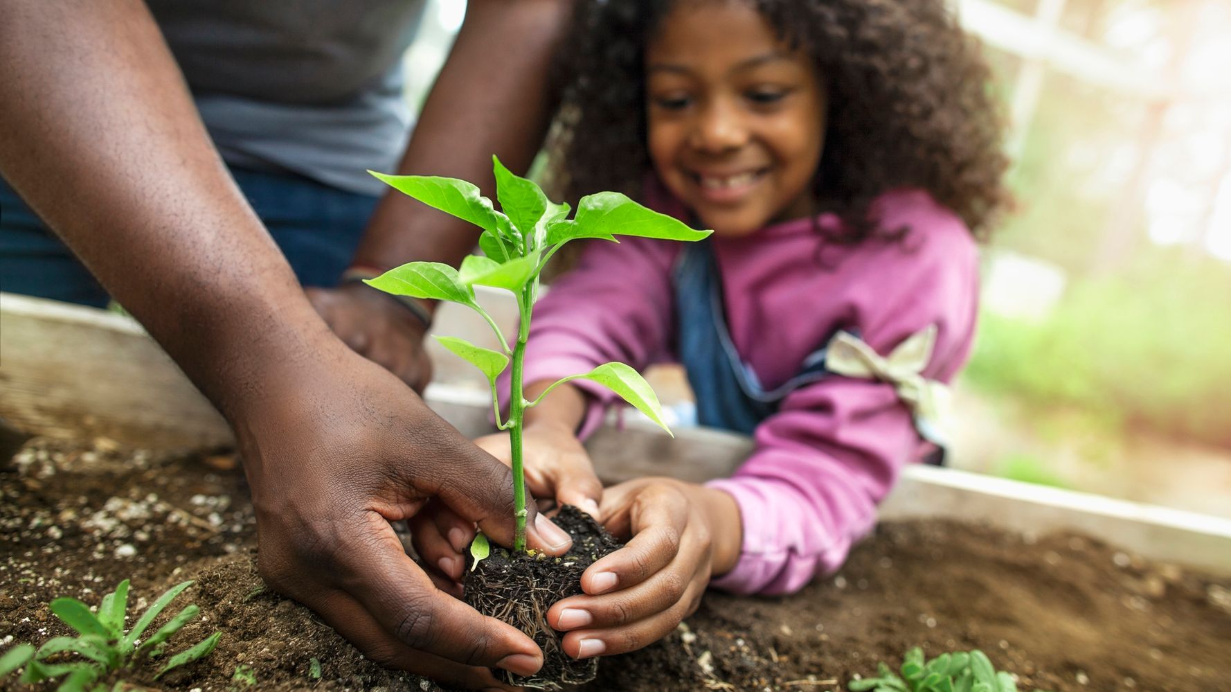 A young girl plants a sprout in a garden with the help of an adult.