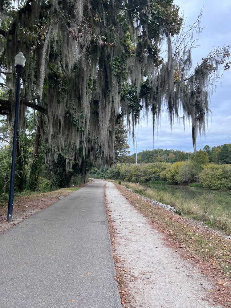 moss hanging from trees along the sidewalk by river