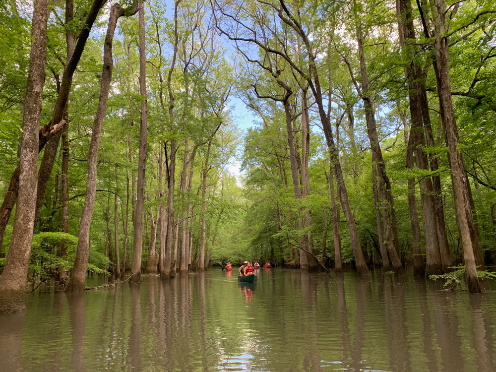 canoes in middle of river with tall trees surrounding