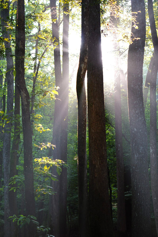 Trees in the sunlight at Congaree National Park