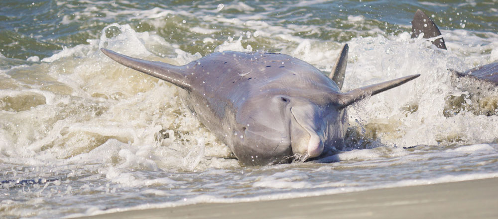 dolphin feeding along shore