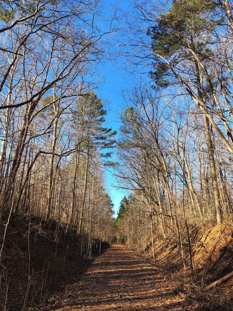 Trees surround the Palmetto Trail