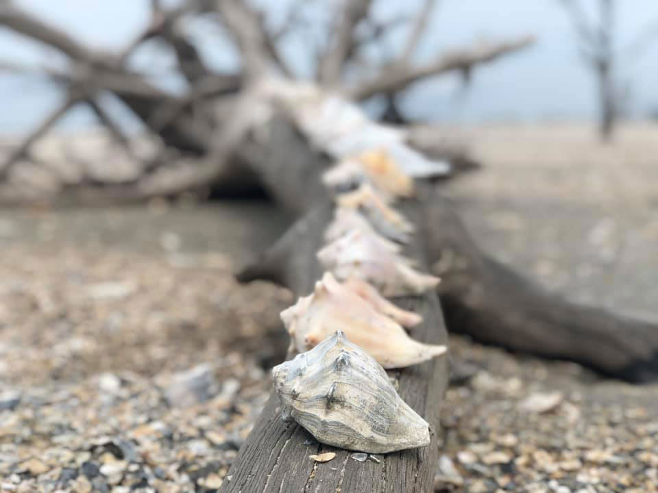 row of conch shells lined up on driftwood on sandy beach