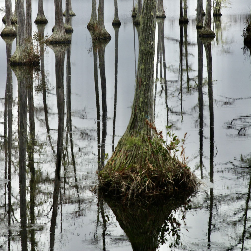 Cypress tress reflect in swamp water