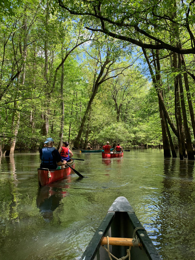 two canoes with people in lifejackets on river covered by trees