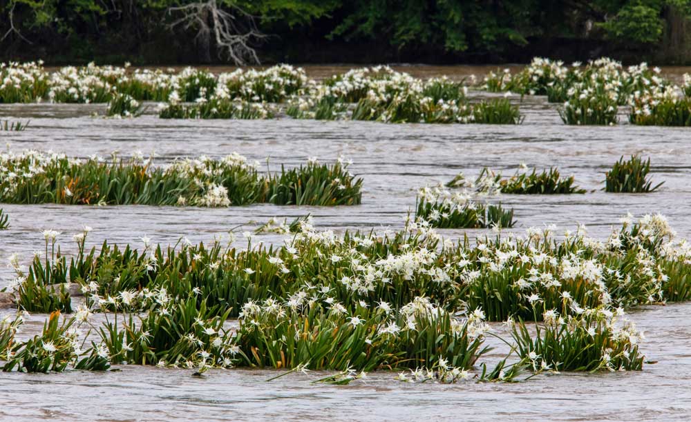 white flowers in clumps in river